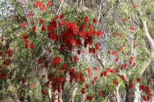 Flowers in a city park on the shores of the Mediterranean Sea. photo