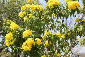 Flowers in a city park on the shores of the Mediterranean Sea. photo