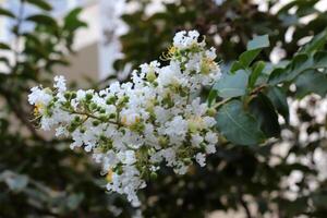 Flowers in a city park on the shores of the Mediterranean Sea. photo