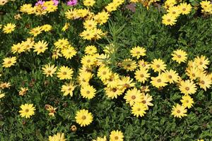 Flowers in a city park on the shores of the Mediterranean Sea. photo