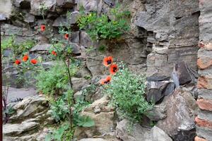 Flowers in a city park on the shores of the Mediterranean Sea. photo