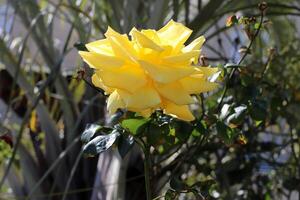 Flowers in a city park on the shores of the Mediterranean Sea. photo