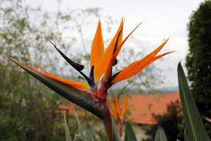 Flowers in a city park on the shores of the Mediterranean Sea. photo