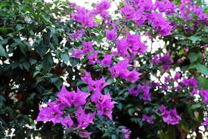 Flowers in a city park on the shores of the Mediterranean Sea. photo