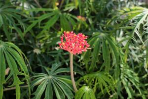 Flowers in a city park on the shores of the Mediterranean Sea. photo