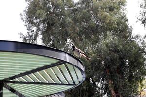 Canopy for protection from the hot sun in a city park. photo