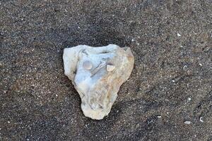 Stones and shells on the shore of the Mediterranean Sea. photo