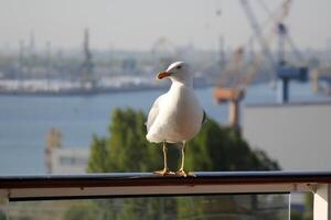 On the upper deck of a large ocean liner. photo