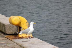 A pier on the shore for mooring boats and yachts. photo