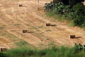 Straw is the dry stems of cereal crops remaining after threshing. photo