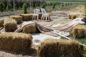 Straw is the dry stems of cereal crops remaining after threshing. photo