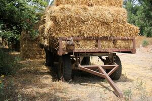 Straw is the dry stems of cereal crops remaining after threshing. photo