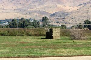 Straw is the dry stems of cereal crops remaining after threshing. photo