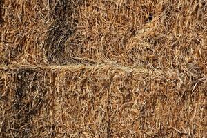 Straw is the dry stems of cereal crops remaining after threshing. photo