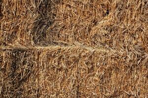 Straw is the dry stems of cereal crops remaining after threshing. photo