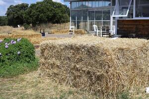 Straw is the dry stems of cereal crops remaining after threshing. photo