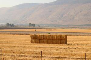 Straw is the dry stems of cereal crops remaining after threshing. photo