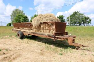 Straw is the dry stems of cereal crops remaining after threshing. photo