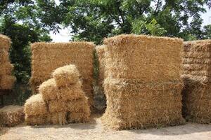 Straw is the dry stems of cereal crops remaining after threshing. photo