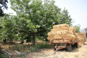 Straw is the dry stems of cereal crops remaining after threshing. photo