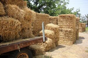 Straw is the dry stems of cereal crops remaining after threshing. photo