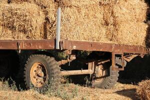 Straw is the dry stems of cereal crops remaining after threshing. photo