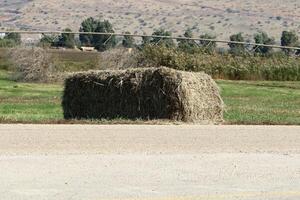 Straw is the dry stems of cereal crops remaining after threshing. photo