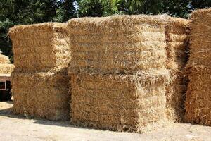 Straw is the dry stems of cereal crops remaining after threshing. photo