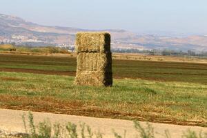 Straw is the dry stems of cereal crops remaining after threshing. photo