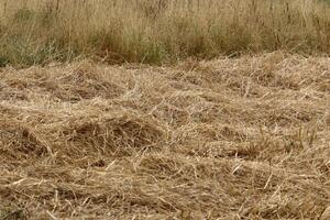 Straw is the dry stems of cereal crops remaining after threshing. photo