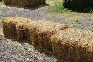 Straw is the dry stems of cereal crops remaining after threshing. photo