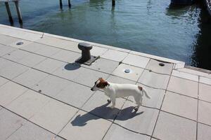 A pier on the shore for mooring boats and yachts. photo