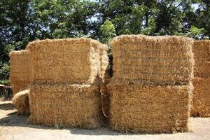 Straw is the dry stems of cereal crops remaining after threshing. photo