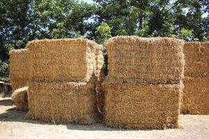 Straw is the dry stems of cereal crops remaining after threshing. photo