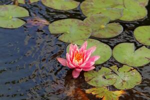 A water lily grows in a fresh water pond. photo