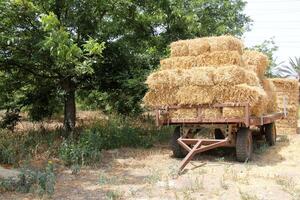 Straw is the dry stems of cereal crops remaining after threshing. photo