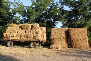 Straw is the dry stems of cereal crops remaining after threshing. photo