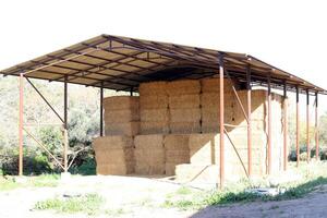 Straw is the dry stems of cereal crops remaining after threshing. photo