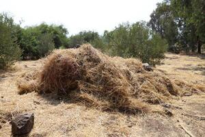 Straw is the dry stems of cereal crops remaining after threshing. photo