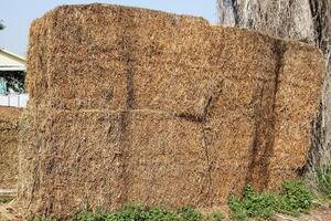 Straw is the dry stems of cereal crops remaining after threshing. photo