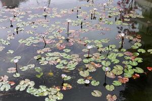 A water lily grows in a fresh water pond. photo