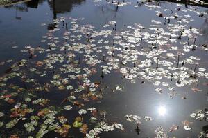 A water lily grows in a fresh water pond. photo