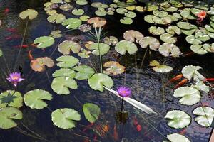 A water lily grows in a fresh water pond. photo