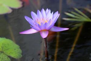A water lily grows in a fresh water pond. photo