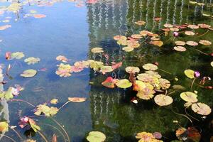 A water lily grows in a fresh water pond. photo