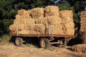 Straw is the dry stems of cereal crops remaining after threshing. photo