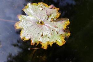 A water lily grows in a fresh water pond. photo