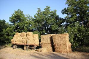 Straw is the dry stems of cereal crops remaining after threshing. photo