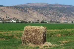 Straw is the dry stems of cereal crops remaining after threshing. photo