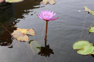 un agua lirio crece en un Fresco agua estanque. foto